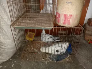 Pigeon Bird