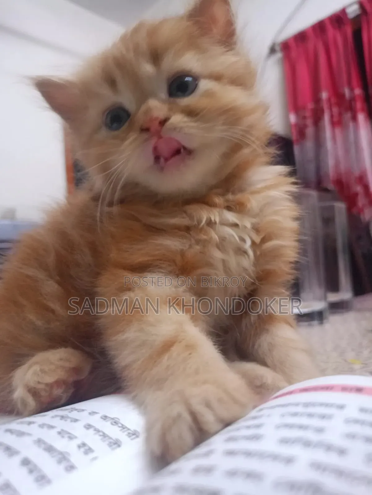 1-3 Months Male Purebred Persian