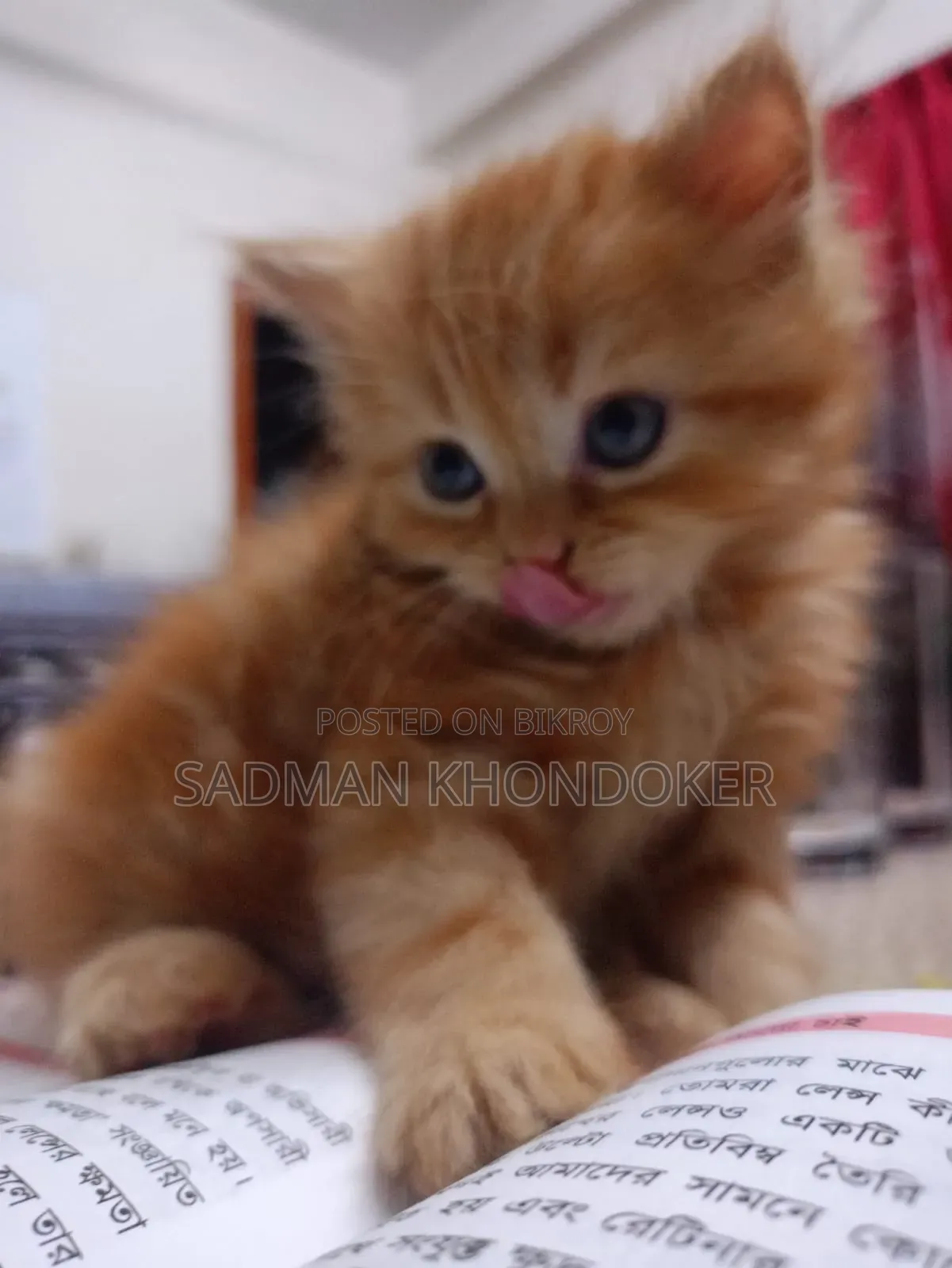 1-3 Months Male Purebred Persian