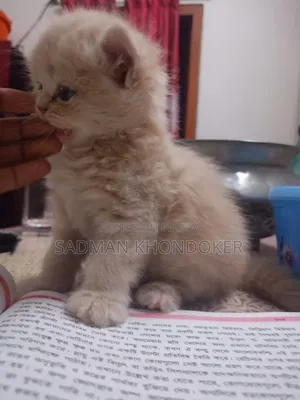 1-3 Months Male Purebred Persian