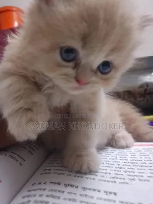 1-3 Months Male Purebred Persian