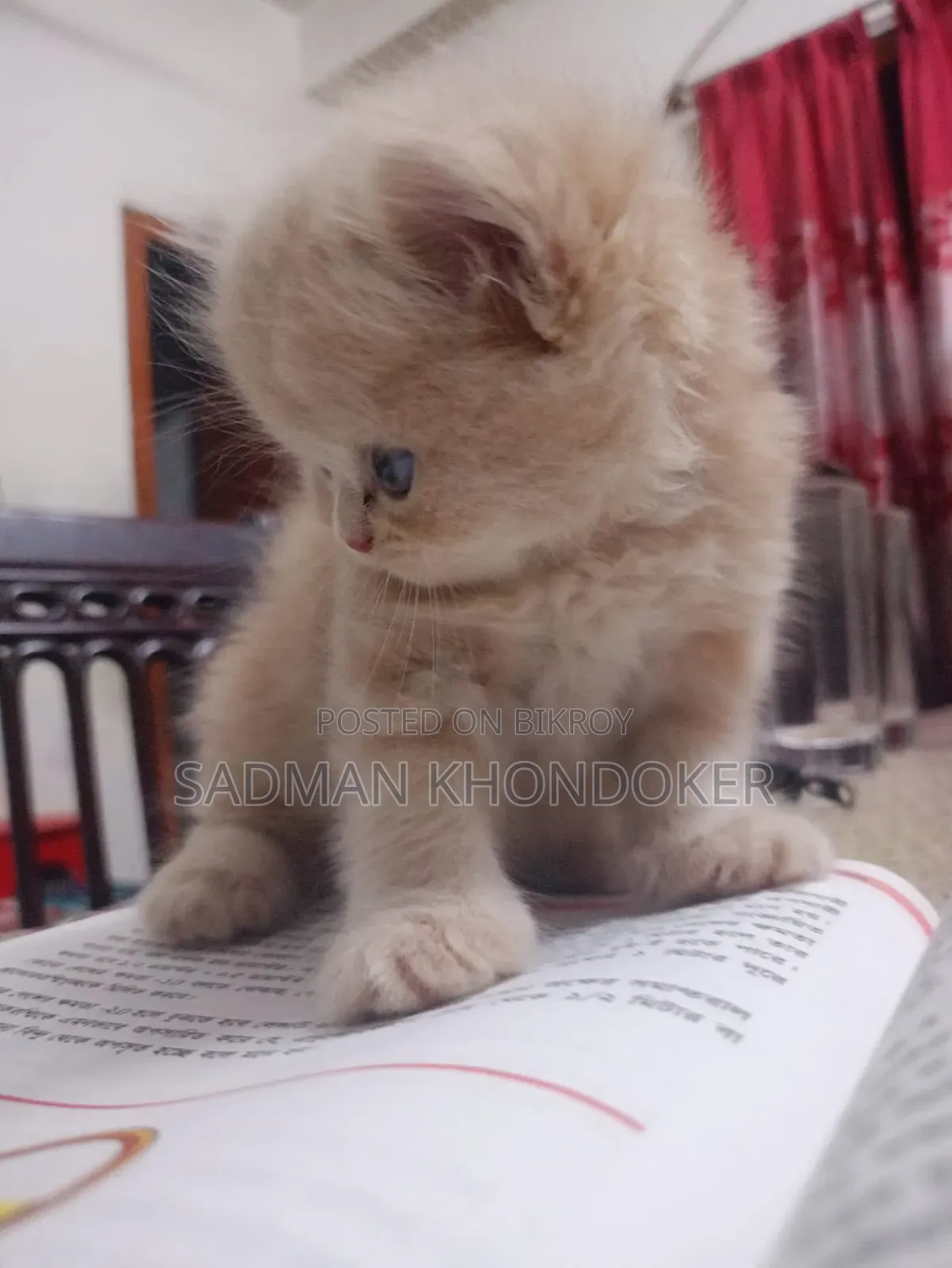 1-3 Months Male Purebred Persian