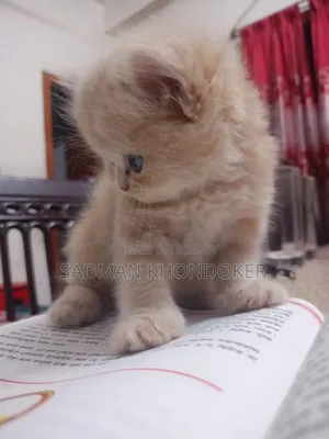 1-3 Months Male Purebred Persian