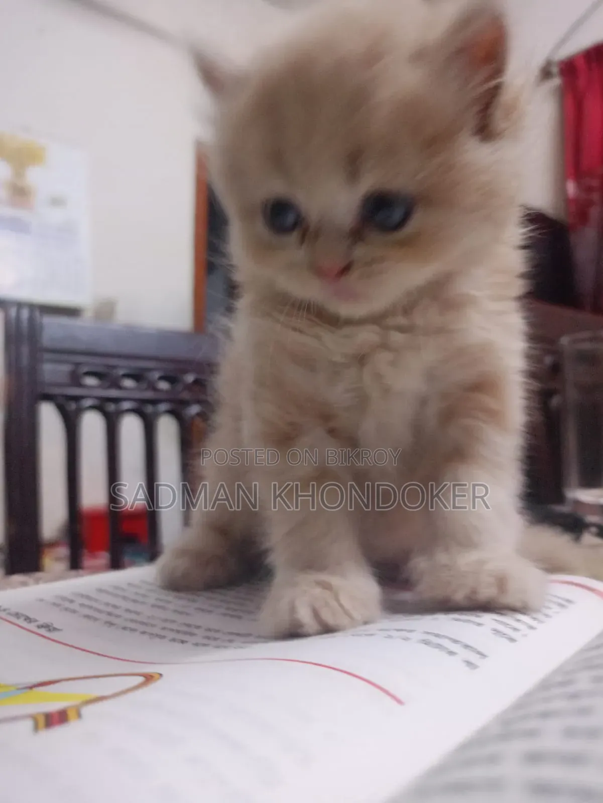 1-3 Months Male Purebred Persian