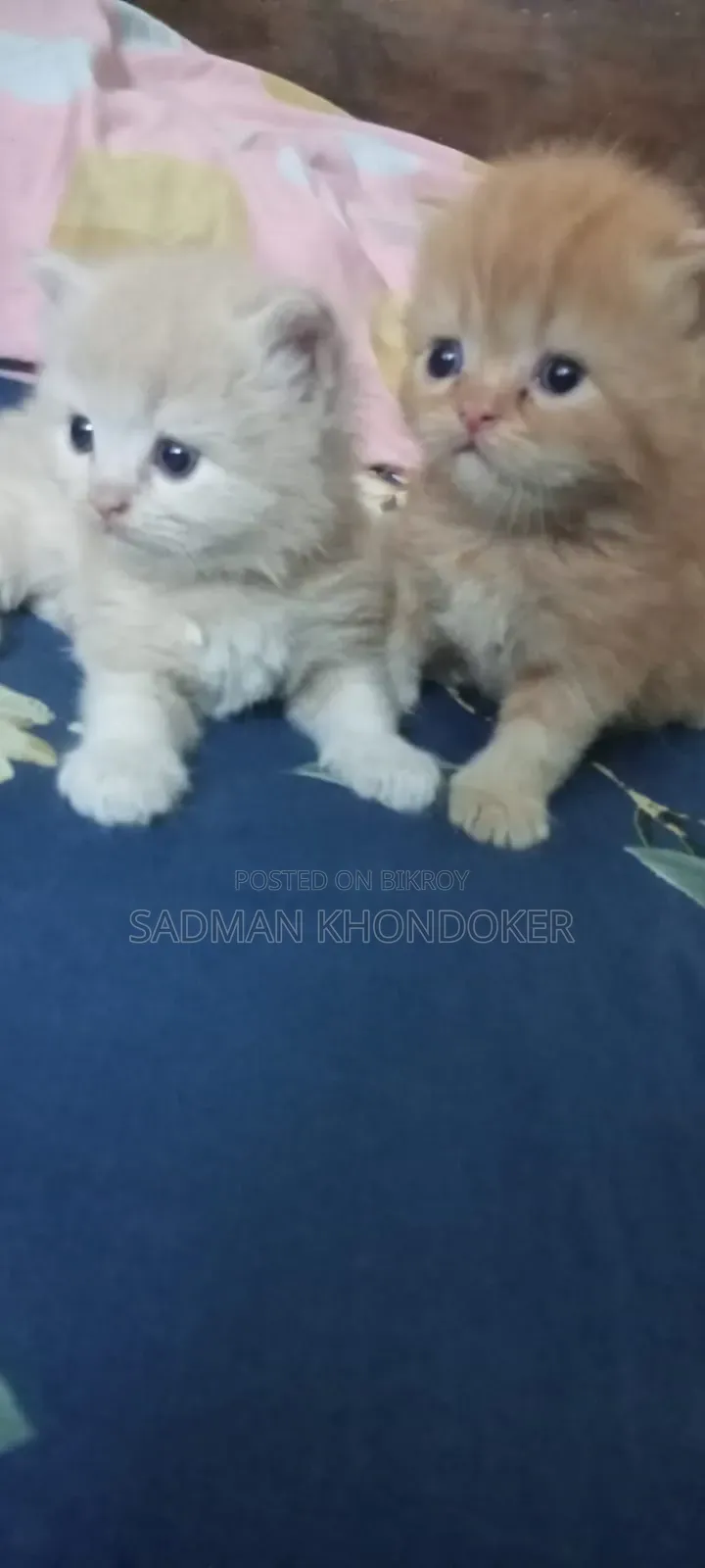 1-3 Months Male Purebred Persian