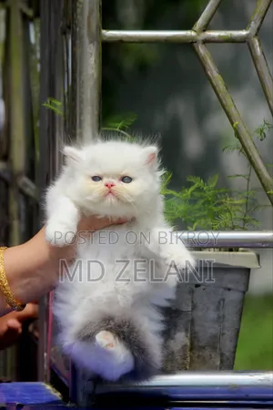 1-3 months Male Purebred Persian