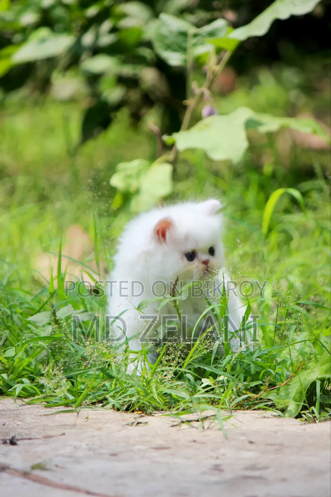 1-3 Months Male Purebred Persian