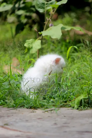 1-3 Months Male Purebred Persian