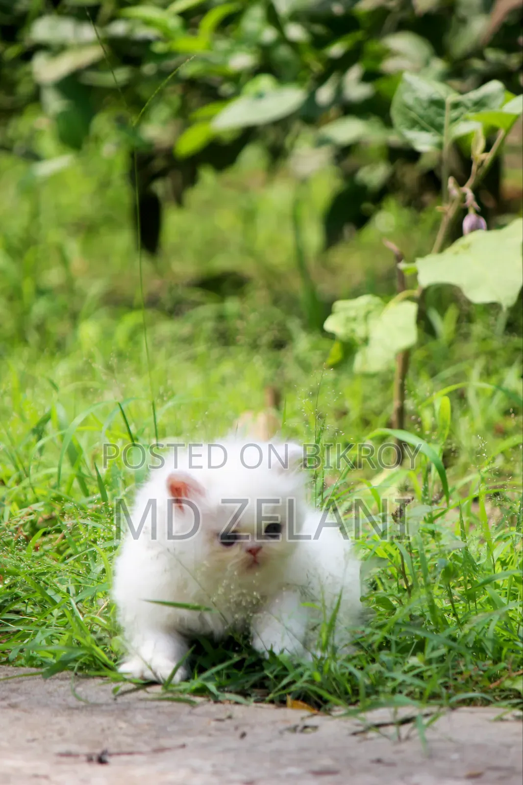 1-3 Months Male Purebred Persian