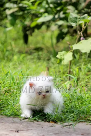 1-3 Months Male Purebred Persian