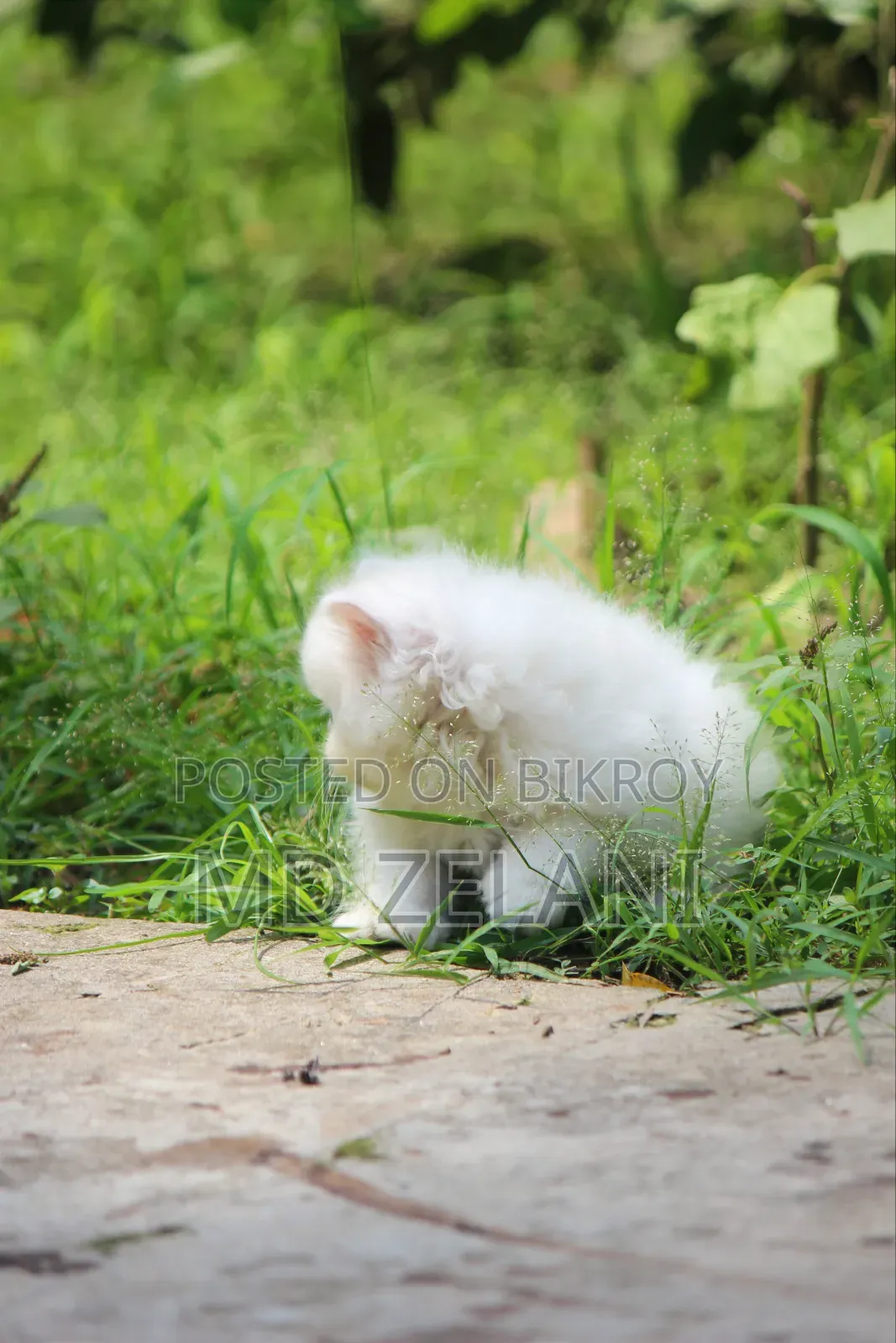 1-3 Months Male Purebred Persian
