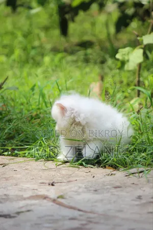 1-3 Months Male Purebred Persian