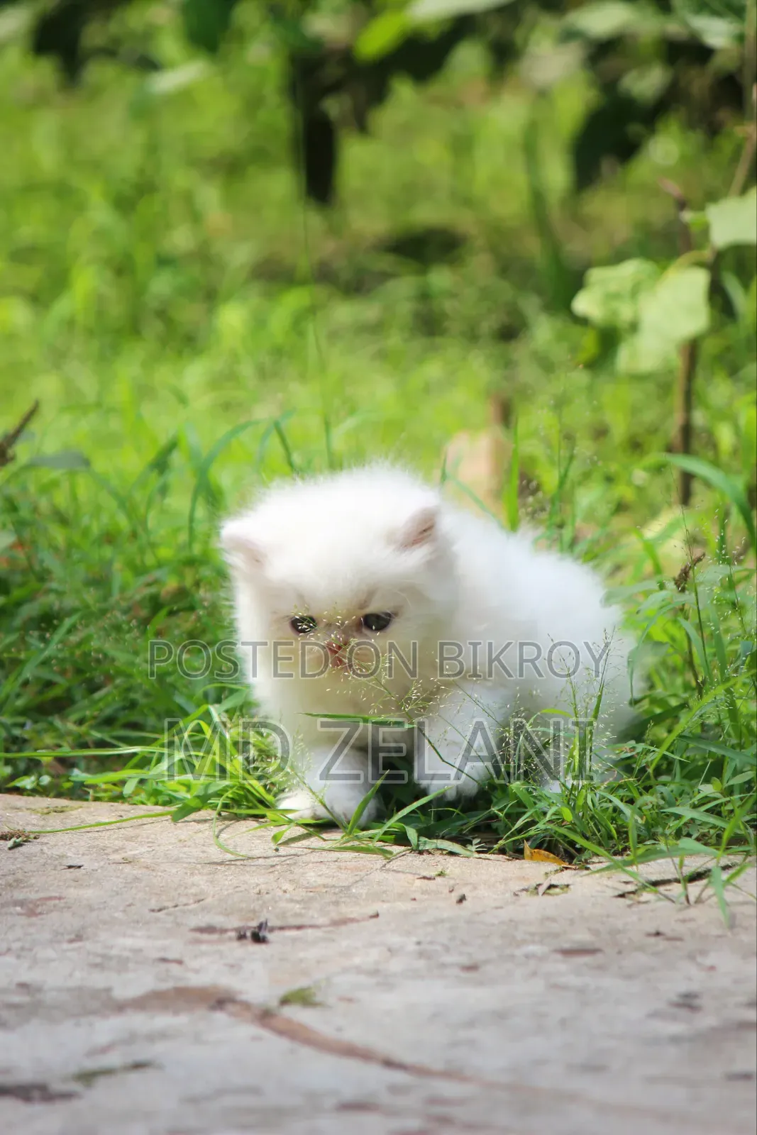 1-3 Months Male Purebred Persian