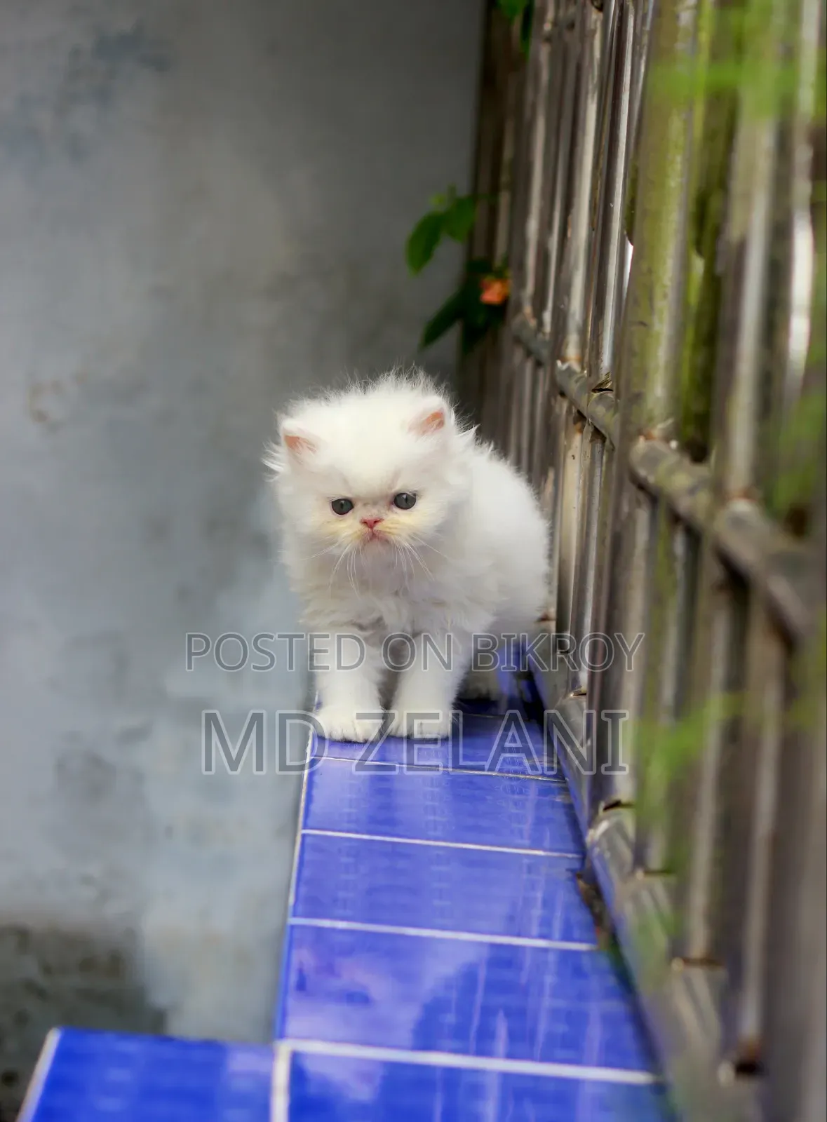 1-3 Months Male Purebred Persian