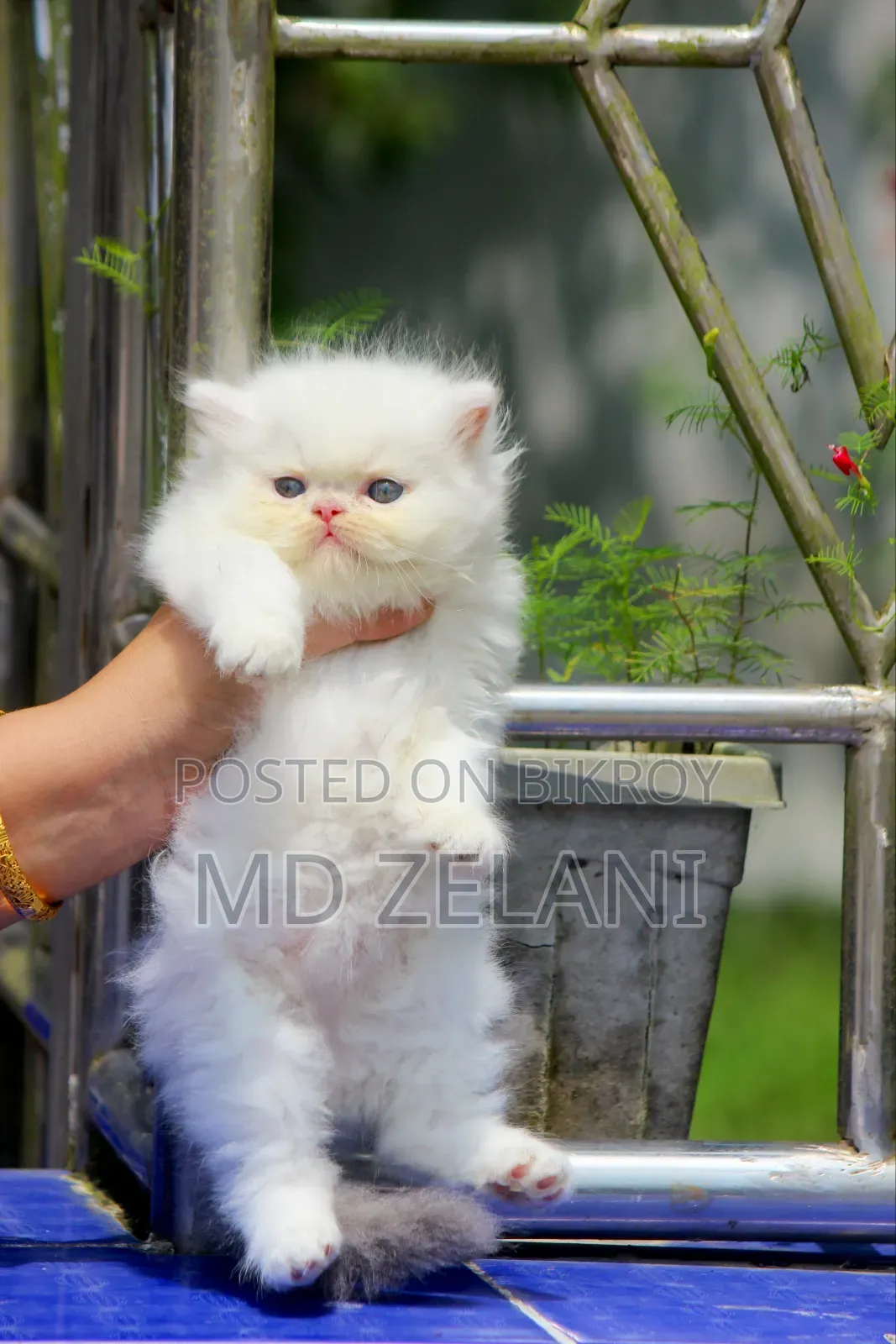 1-3 Months Male Purebred Persian