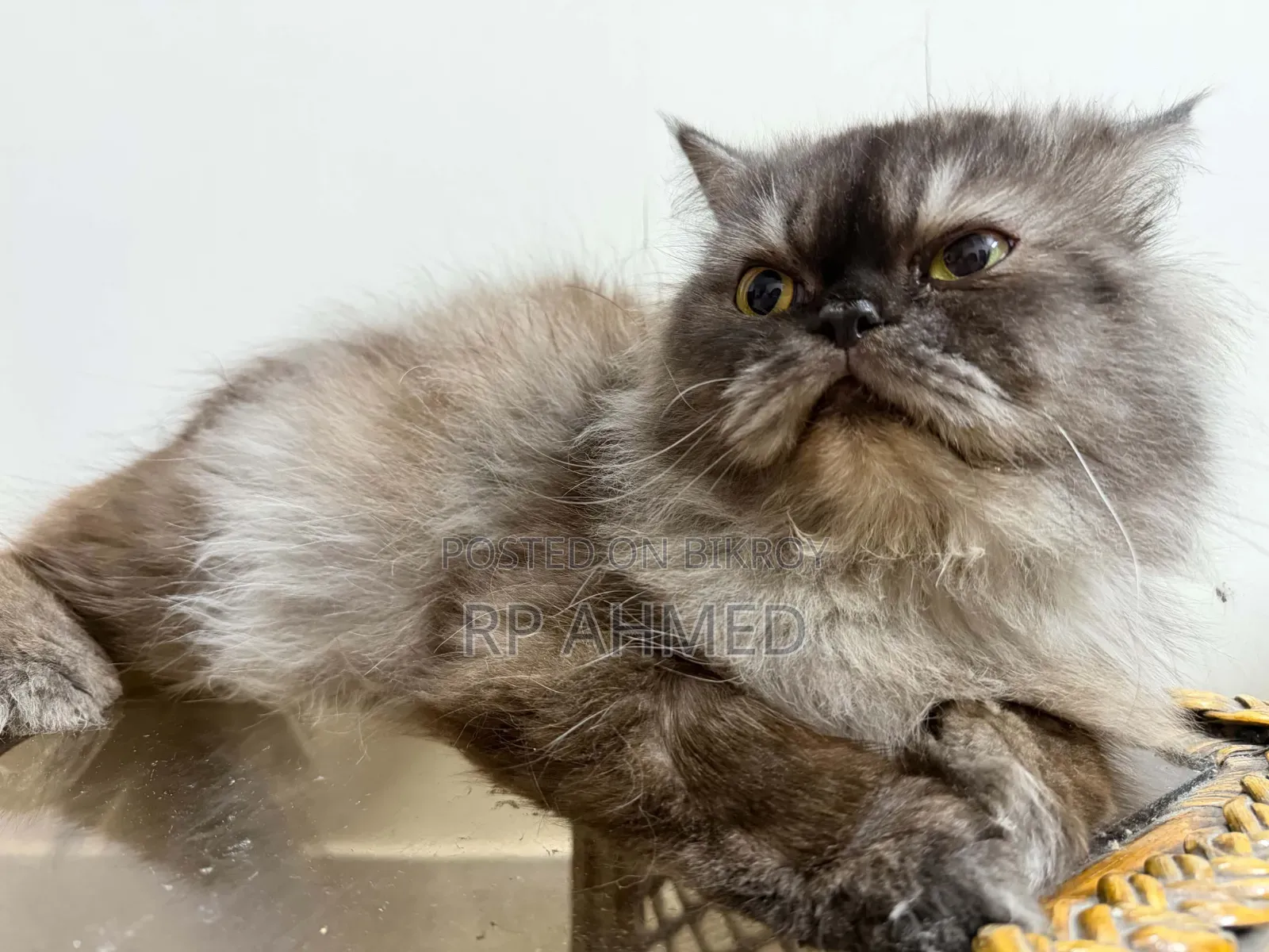 1+ Year Male Purebred Persian