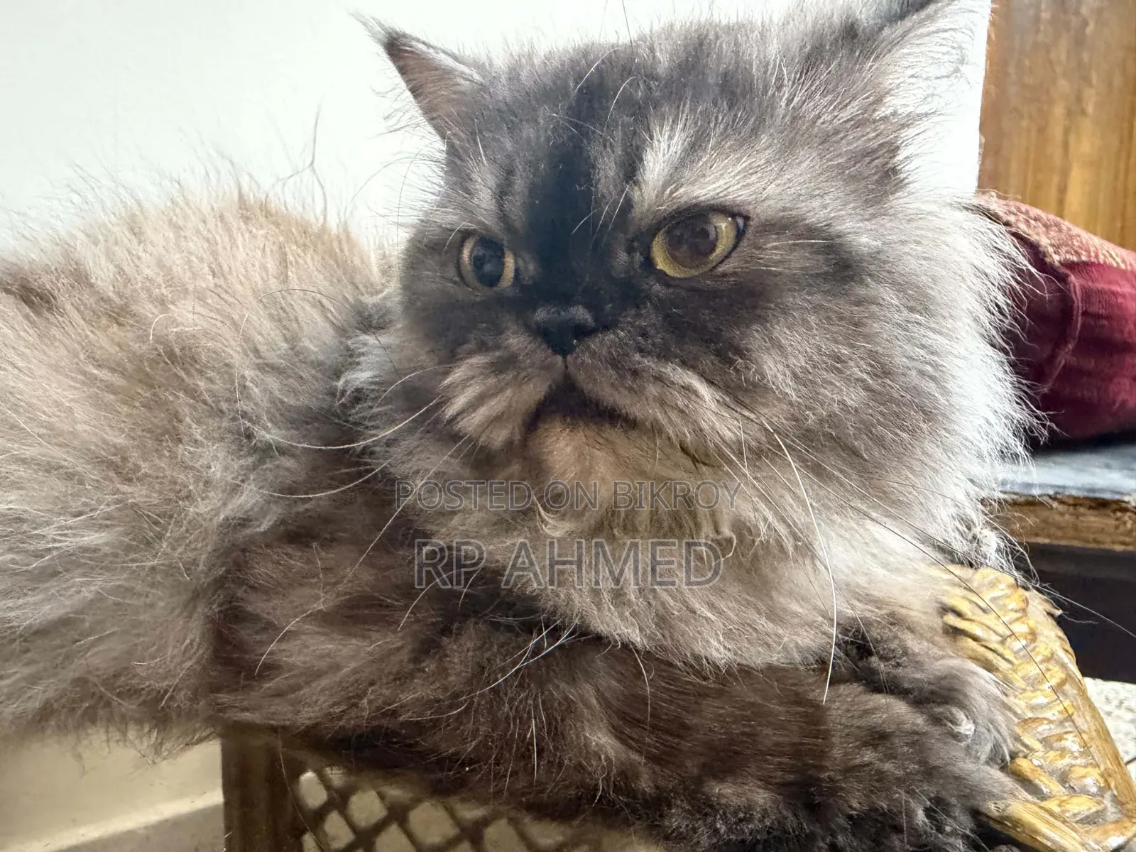 1+ Year Male Purebred Persian