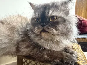 1+ Year Male Purebred Persian