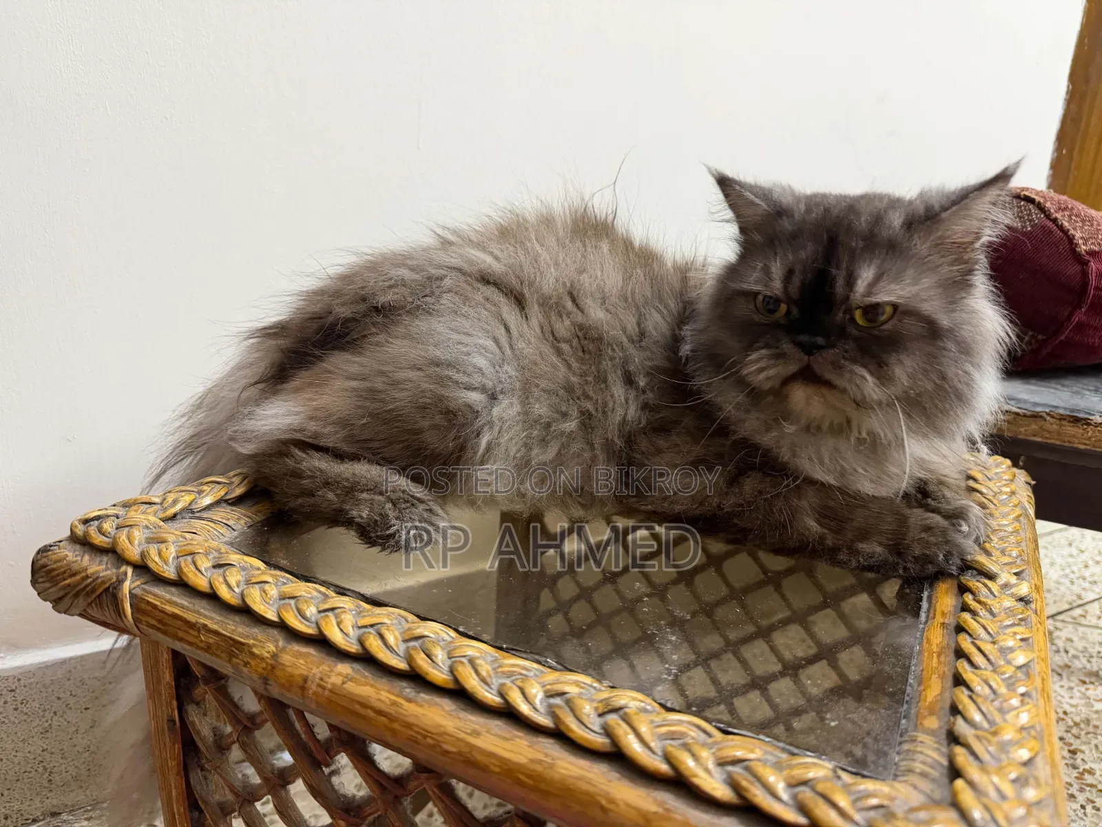 1+ Year Male Purebred Persian