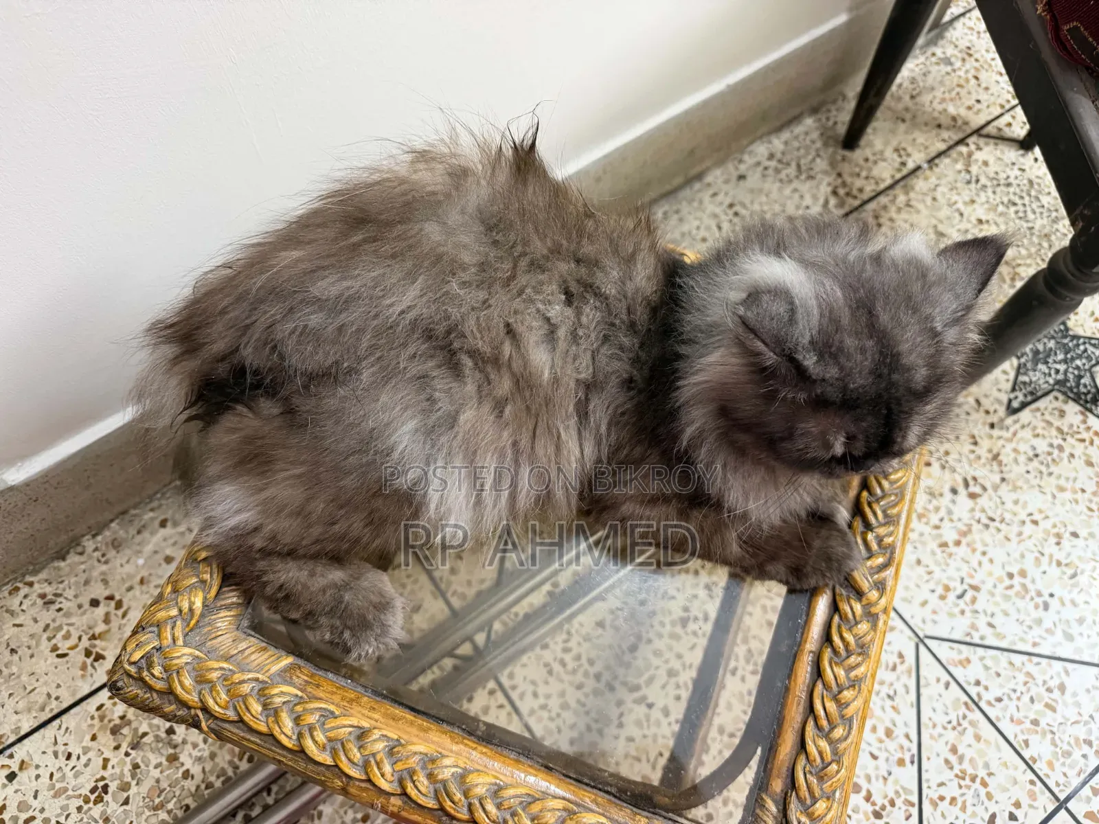 1+ Year Male Purebred Persian