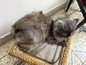 1+ Year Male Purebred Persian