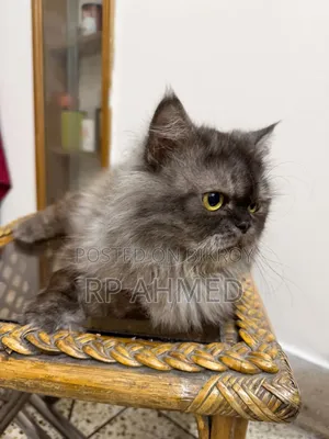 1+ Year Male Purebred Persian