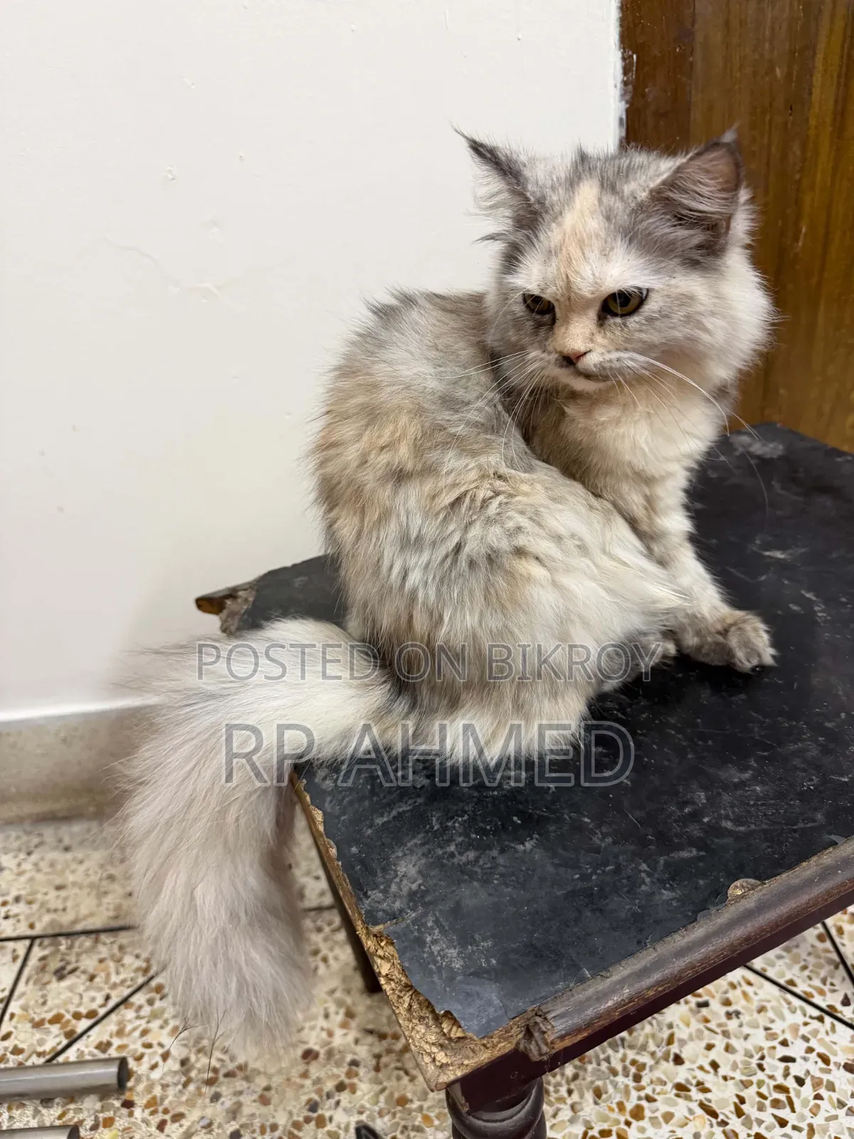 3-6 Months Female Purebred Persian