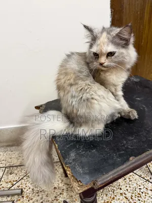 3-6 months Female Purebred Persian Cat