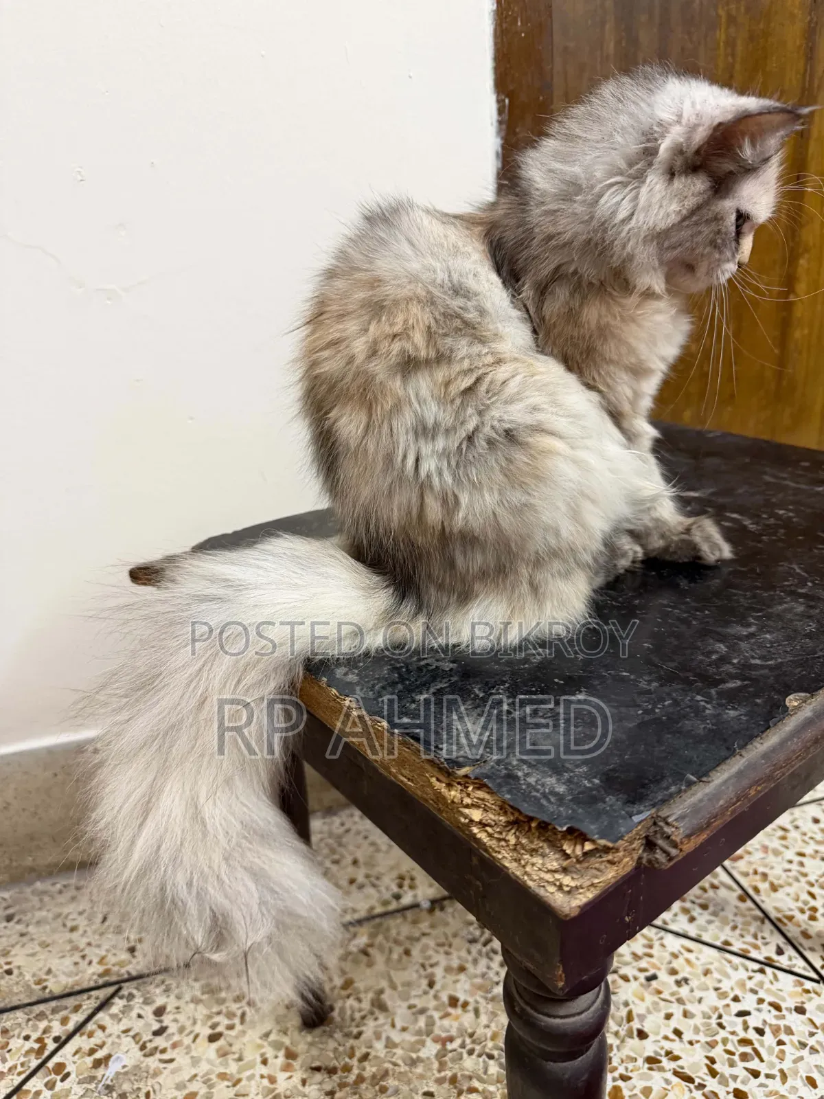 3-6 Months Female Purebred Persian