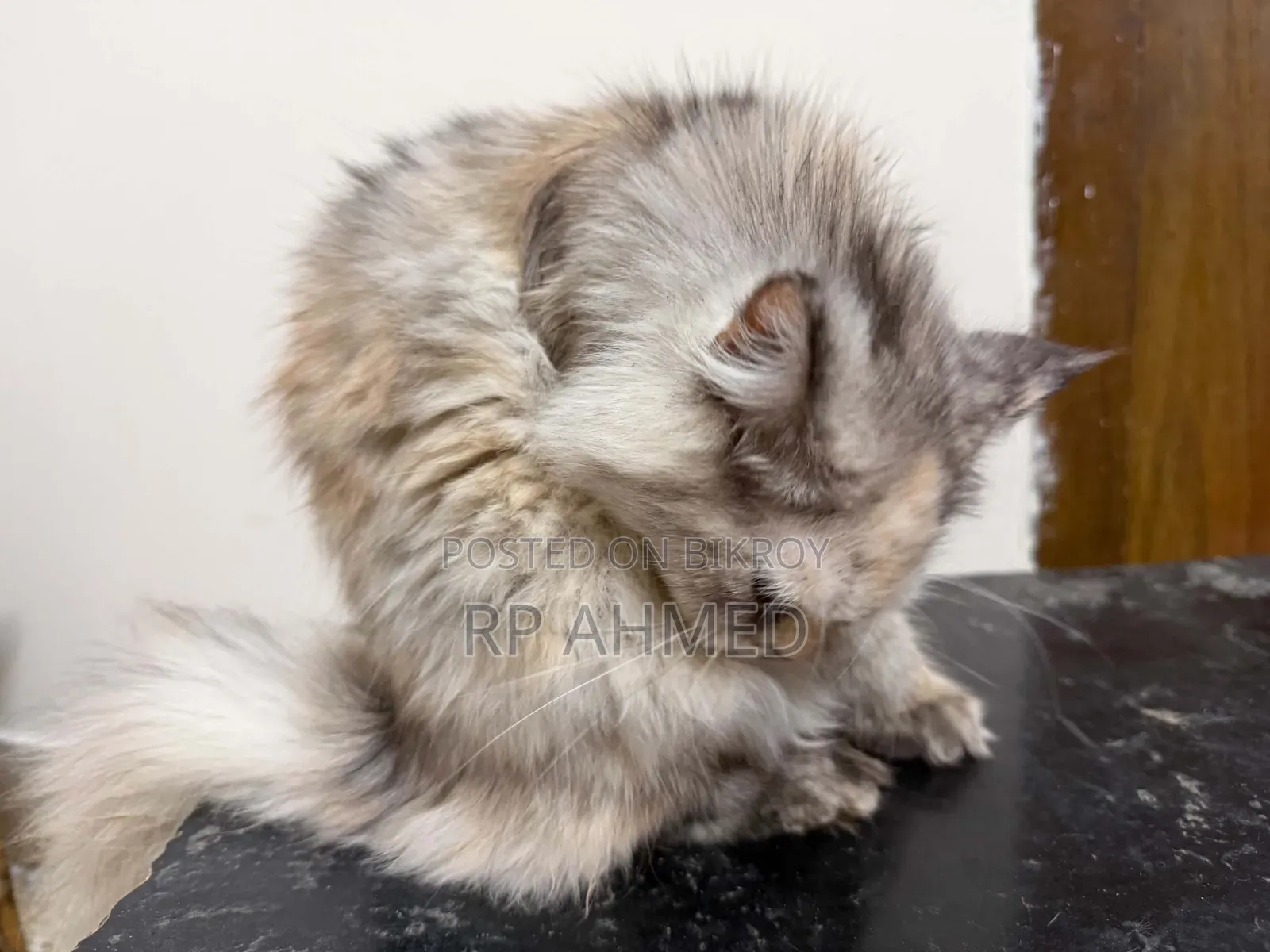 3-6 Months Female Purebred Persian