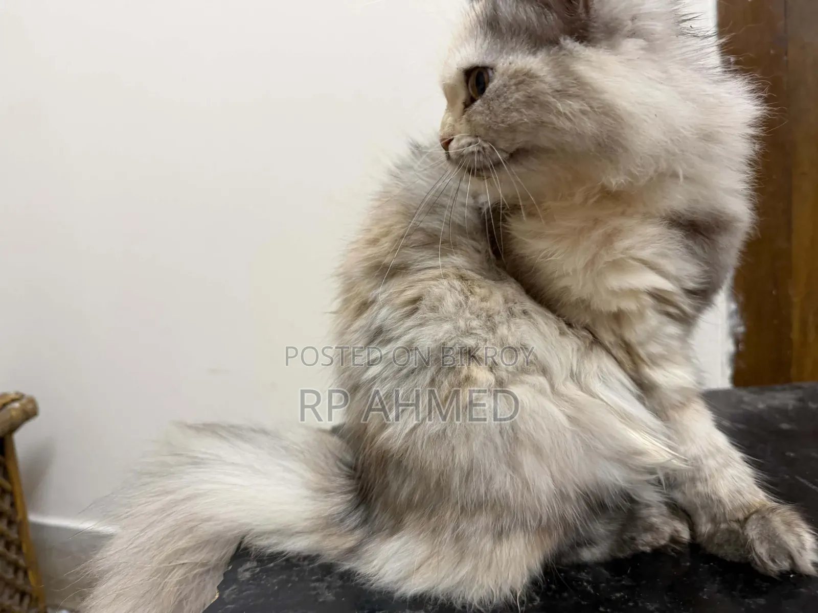 3-6 Months Female Purebred Persian