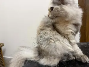 3-6 Months Female Purebred Persian