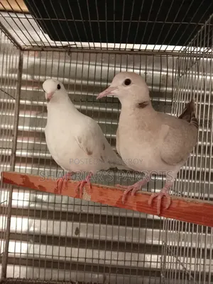 Dove at a low price