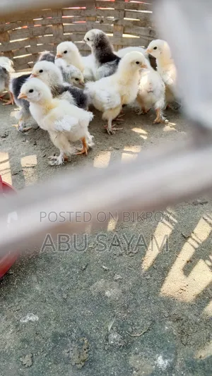 অরিজিনাল আমেরিকান লাইট ব্রামা সীমিত সংখ্যক,বিস্তারিত জানতে ইনবক্স করুন