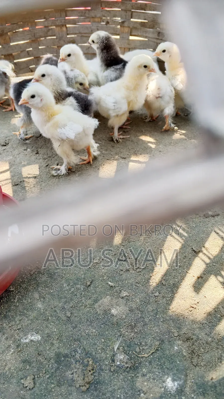 অরিজিনাল আমেরিকান লাইট ব্রামা সীমিত সংখ্যক,বিস্তারিত জানতে ইনবক্স করুন