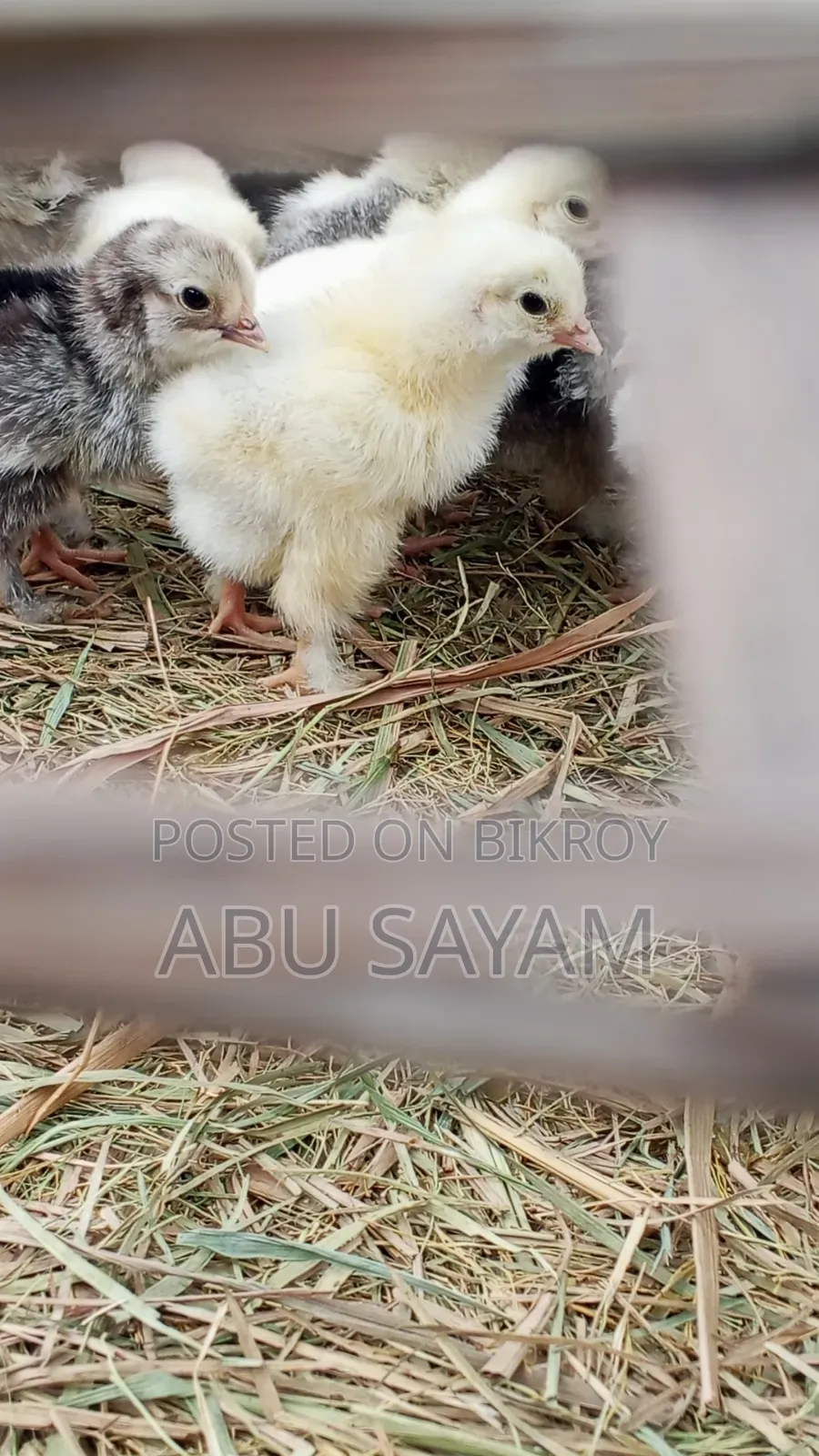 অরিজিনাল আমেরিকান লাইট ব্রামা সীমিত সংখ্যক,বিস্তারিত জানতে ইনবক্স করুন