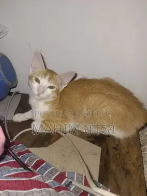 6-12 Months Male Mixed Breed Ocicat