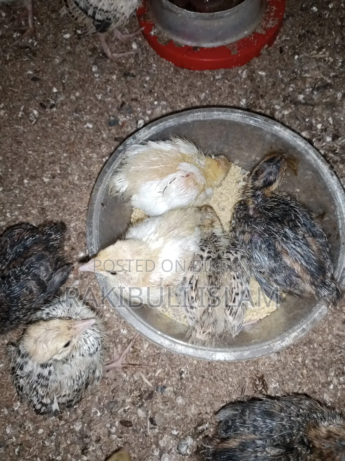 Brooding complete European quail chicks for sale