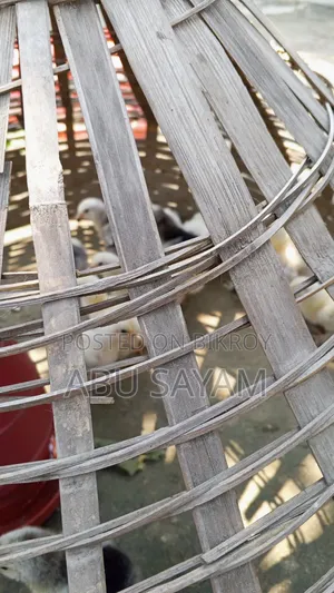 ১০০% অরিজিনাল আমেরিকান লাইট ব্রাহমা মুরগির বাচ্চা পাওয়া যাচ্ছে – কোয়ালিটি সম্পন্ন
