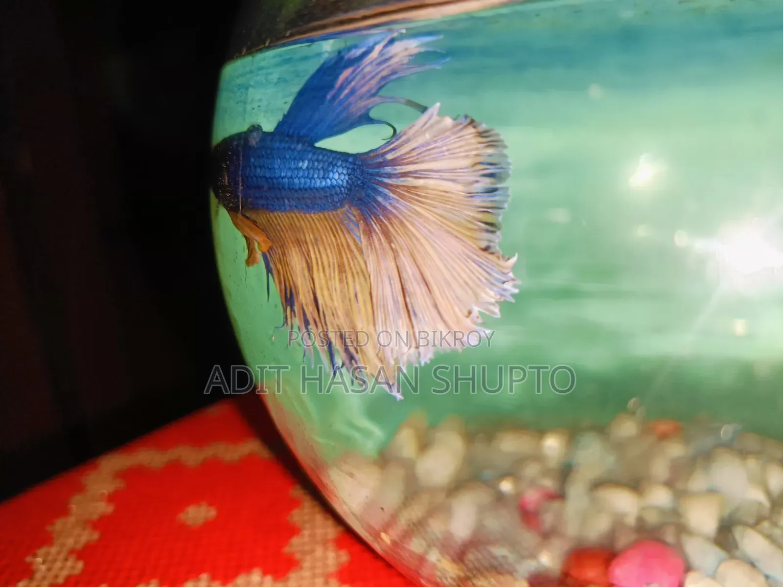 Blue Crowntail Betta Fish for Sale