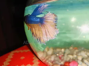 নীল ক্রাউনটেইল বেটা মাছ বিক্রয়ের জন্য