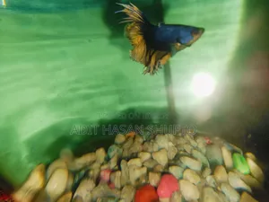 Blue Crowntail Betta Fish for Sale