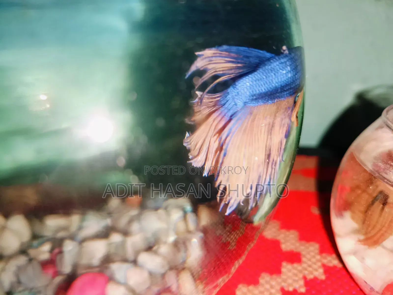 Blue Crowntail Betta Fish for Sale