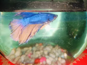 Blue Crowntail Betta Fish for Sale