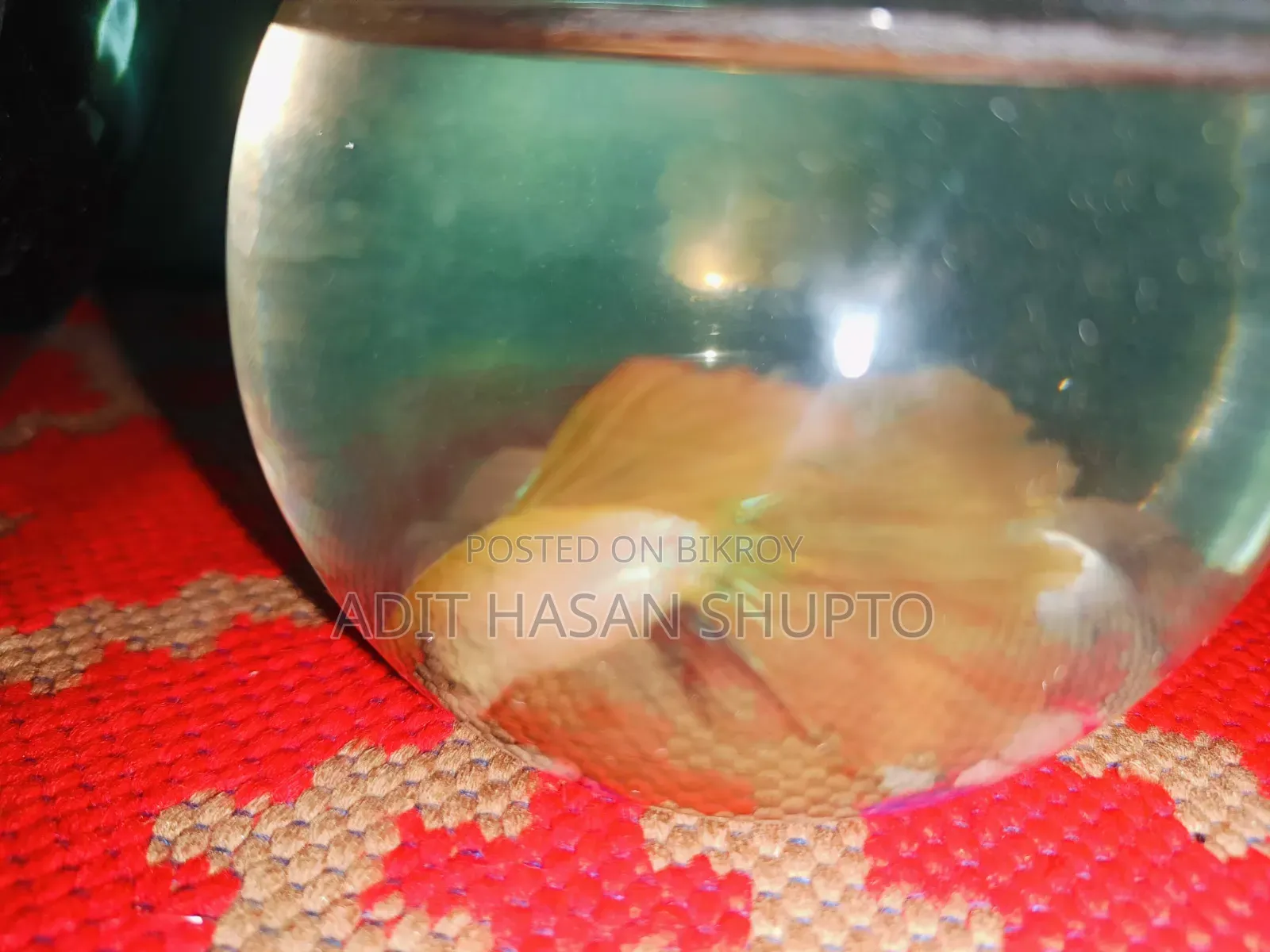 সুস্থ সাদা হাফমুন পুরুষ বেটা মাছ