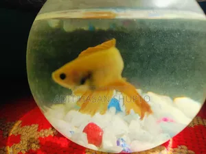 সুস্থ সাদা হাফমুন পুরুষ বেটা মাছ