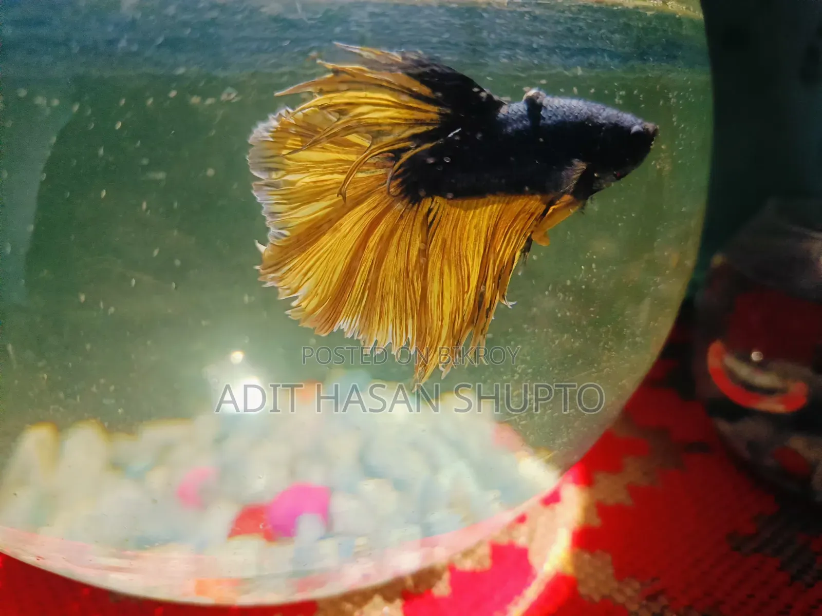 Blue Crowntail Betta Fish for Sale
