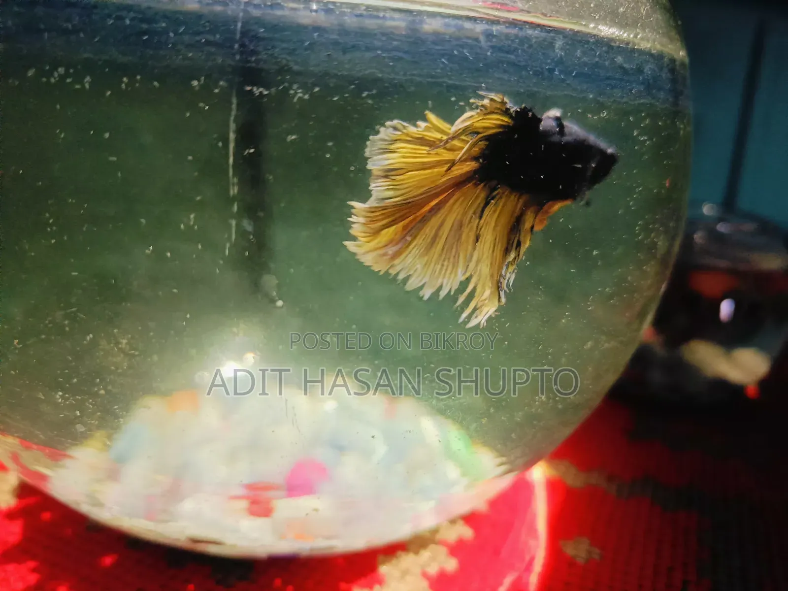 Blue Crowntail Betta Fish for Sale