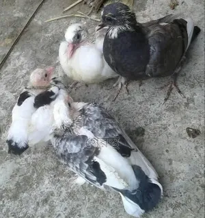 Masha'Allah Sale Post: Native Pigeon Chicks at the Lowest Price