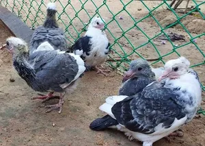 Masha'Allah Sale Post: Native Pigeon Chicks at the Lowest Price